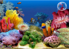 Webquest: Ocean aquarium | Recurso educativo 34601