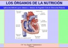 Los órganos de la nutrición | Recurso educativo 34648