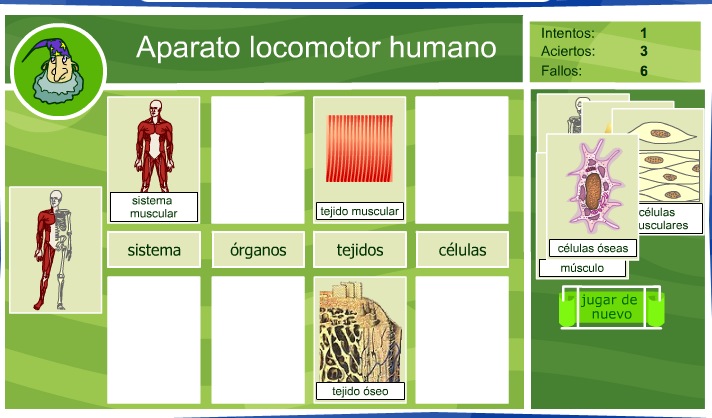 El aparato locomotor humano | Recurso educativo 35643