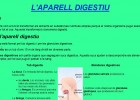 L’aparell digestiu | Recurso educativo 35920