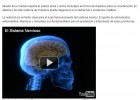 El sistema nervioso | Recurso educativo 36001