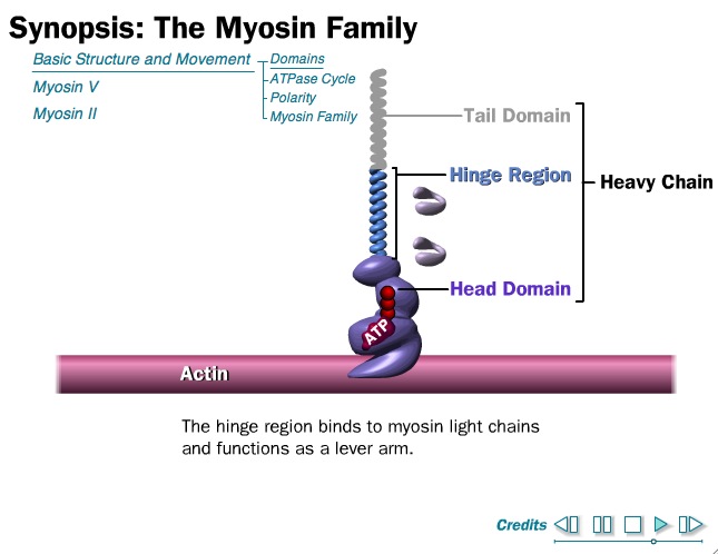 Video: Synopsis, the Myosin Family | Recurso educativo 39949