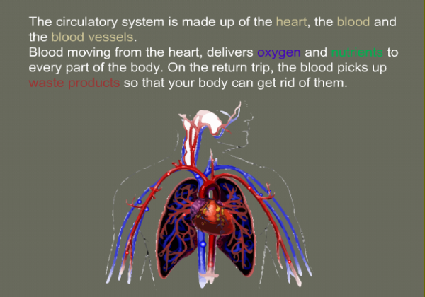 The circulatory system | Recurso educativo 40391