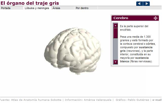 El órgano del traje gris: el cerebro | Recurso educativo 43269