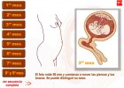 Embarazo | Recurso educativo 43273