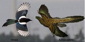 El Archaeopterix. El primer pájaro | Recurso educativo 44739