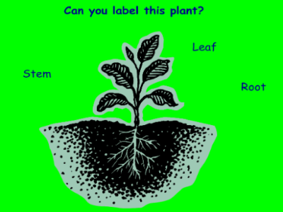 Labelling a green plant | Recurso educativo 46787