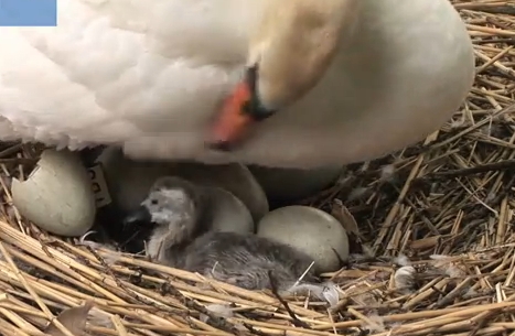 A swan nest hatching | Recurso educativo 47550
