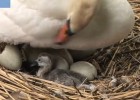A swan nest hatching | Recurso educativo 47550