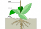 Plant diagram | Recurso educativo 55214