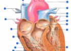 Label the heart | Recurso educativo 58499