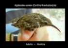 Sociedad Española de Ornitología: El sonido de los pájaros | Recurso educativo 59889