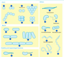 Bacteria shapes | Recurso educativo 60614