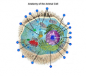 Anatomy of the animal cell | Recurso educativo 60625