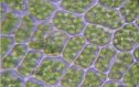 Los cloroplastos | Recurso educativo 61695