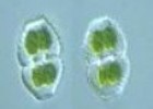 Las algas eucariotas | Recurso educativo 61975