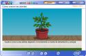 Cómo crecen las plantas | Recurso educativo 1166