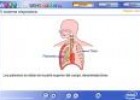 El sistema respiratorio | Recurso educativo 1236