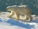 Fotografía: imaxe dun oso polar | Recurso educativo 15561