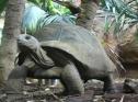 Vídeo: a tartaruga de terra | Recurso educativo 17070