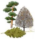 Árboles: identificación por las hojas | Recurso educativo 23972
