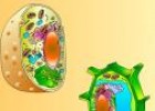 La cèl·lula animal i vegetal | Recurso educativo 3000
