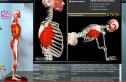 Vídeo: les parts del sistema muscular | Recurso educativo 31639