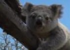 Koala | Recurso educativo 32162