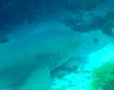 Tiburón nodriza (Ginglymostoma cirratum) | Recurso educativo 3624