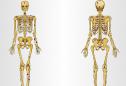 Esqueleto del cuerpo | Recurso educativo 5185