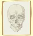 Esqueleto de la cabeza | Recurso educativo 5186