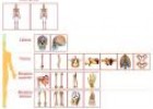Atlas anatómico | Recurso educativo 9200