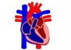 El corazón | Recurso educativo 9429