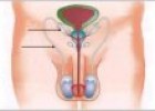 Anatomía del aparato reproductor masculino | Recurso educativo 69998