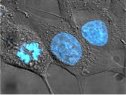 La célula eucariota | Recurso educativo 71769