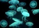 La biocenosis marina | Recurso educativo 72312