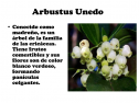 Flora de Castilla-La Mancha | Recurso educativo 84595
