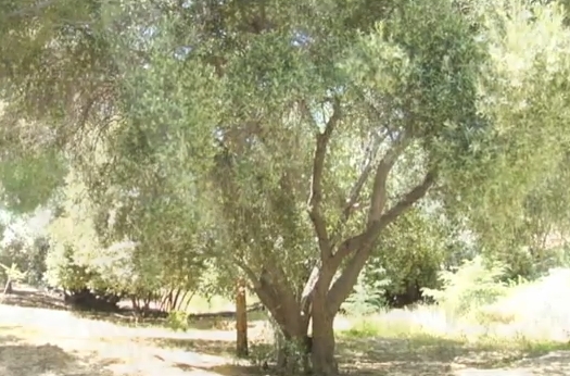 Olive tree | Recurso educativo 89062