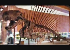 LOS 1os MAMÍFEROS DE LA HISTORIA TERRESTRE.Fósiles. | Recurso educativo 95201