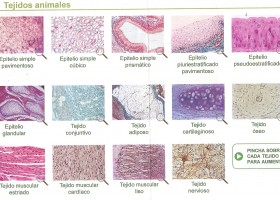 Tipos de tejidos animales | Recurso educativo 95343