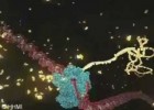 Transcripción de ADN A ARN | Recurso educativo 116458