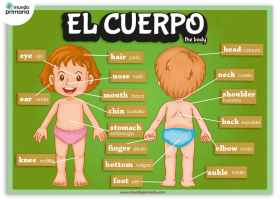 Las partes del cuerpo en inglés: infografía | Recurso educativo 421390