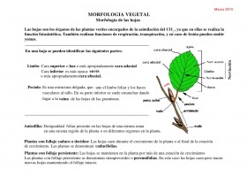 Morfología de las hojas | Recurso educativo 676863