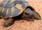Tortuga terrestre mediterránea , Mediterranean tortoise ( Testudo hermanni ) | Recurso educativo 677477