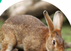Looking after your rabbit | Recurso educativo 677572