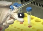 Biotecnologia | Video Educatiu | Investigacions amb cèl·lules mare | Recurso educativo 679894