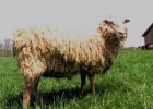 Vídeo: Animals de granja | Recurso educativo 680293