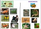 Animals vertebrats i invertebrats | Recurso educativo 684844