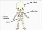 Los huesos y los músculos 2º de Primaria | Recurso educativo 686208