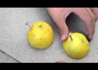 Experimento de Electricidad (con limones) | Recurso educativo 686821